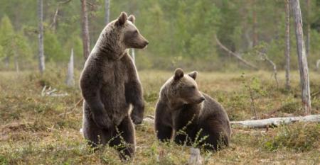East Siberian brown bears.jpg